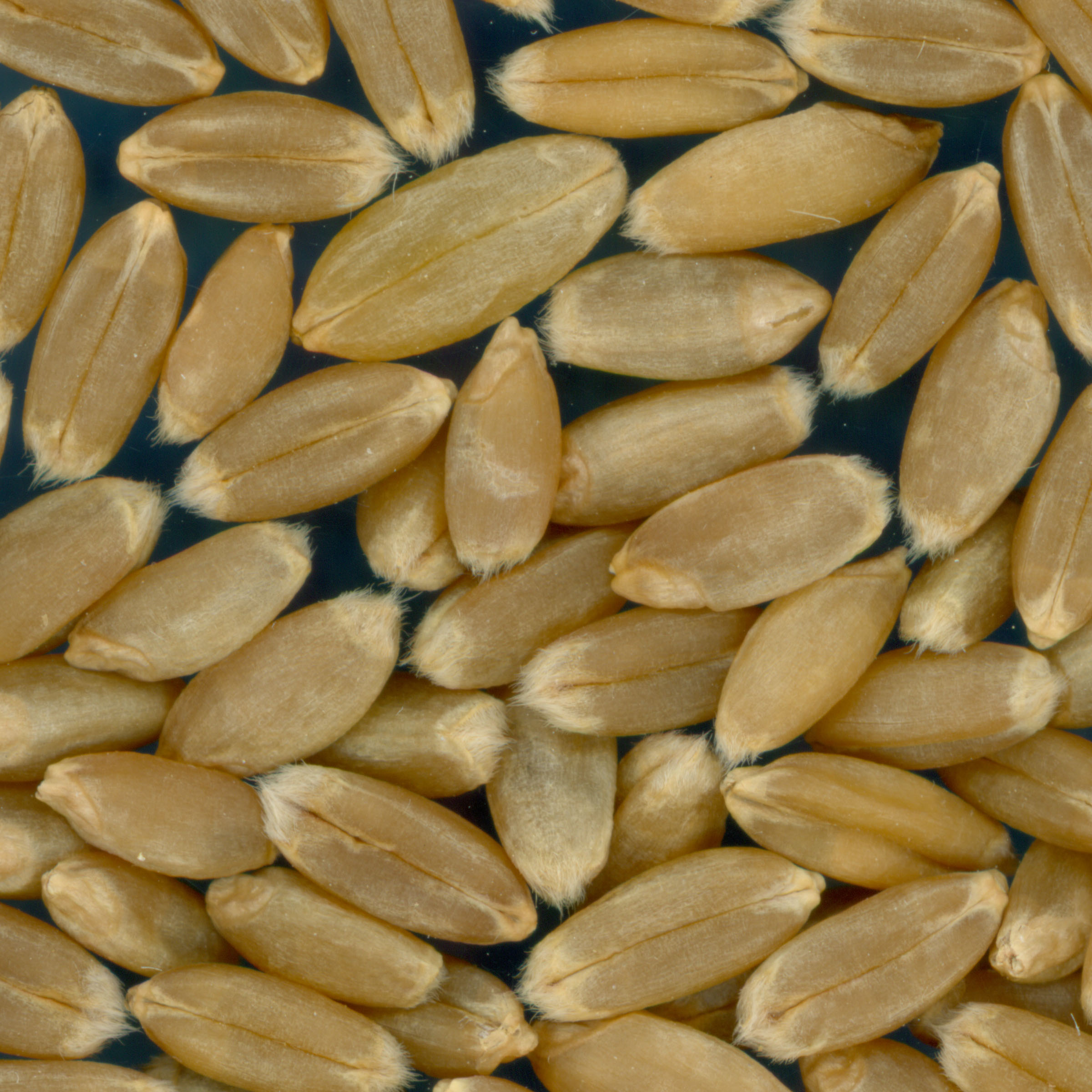 Click for 3 image(s) for this accession. KERNELS